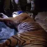 Nainital News:पिछले 15 दिनों में आधा दर्जन से अधिक मवेशियों को निवाला बनाने वाले बाघ को वन विभाग की टीम ने दबोचा