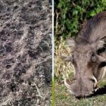 Uttrakhand News :उत्तराखंड के इस गांव में जंगली सुअरों का बड़ा आतंक,किसानों की फसल बर्बाद कर रहे सुअर, ग्रामीण परेशान